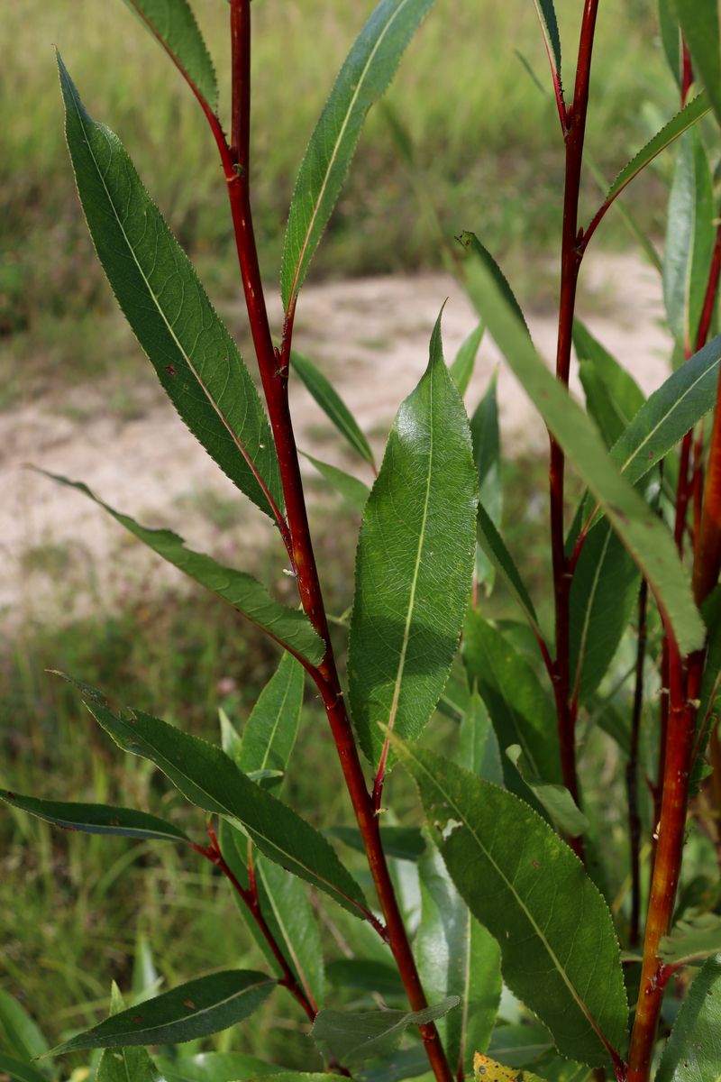 Image of genus Salix specimen.