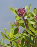 Thymus nummularius