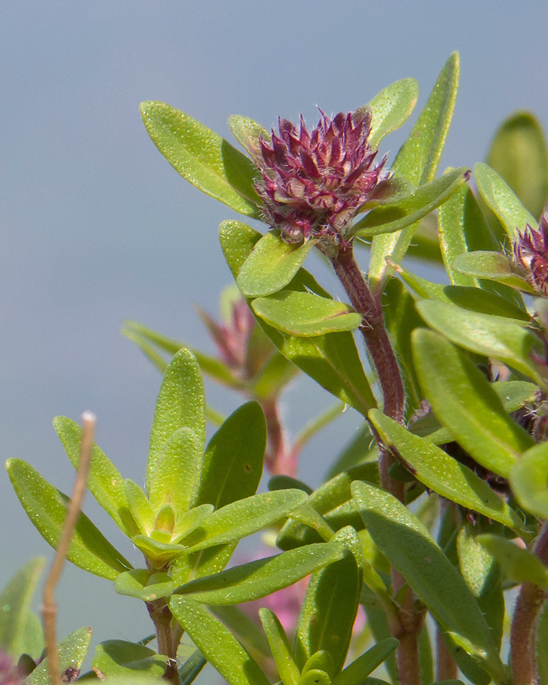 Изображение особи Thymus nummularius.