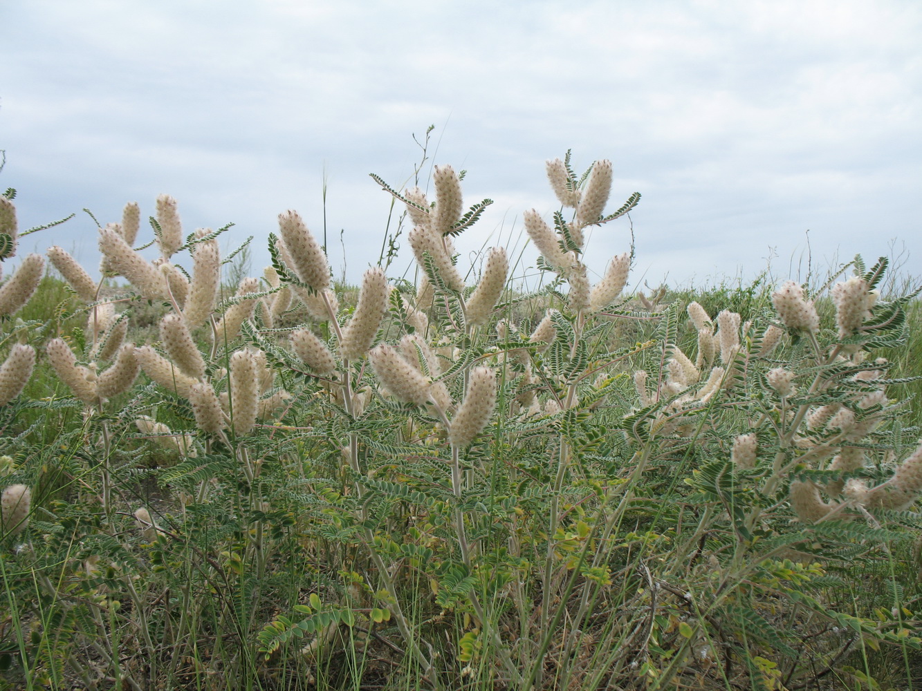 Изображение особи Astragalus alopecurus.