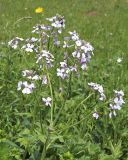 Hesperis voronovii