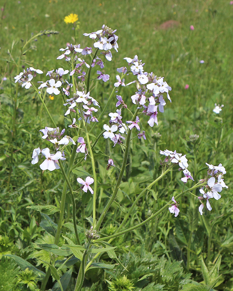 Image of Hesperis voronovii specimen.