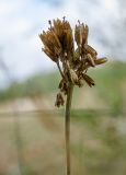 Primula macrocalyx. Соплодие. Башкортостан, Туймазинский р-н, Карамалы-Губеевский сельсовет, окр. с. Кальшали, опушка дубово-кленовой рощи. 8 сентября 2023 г.