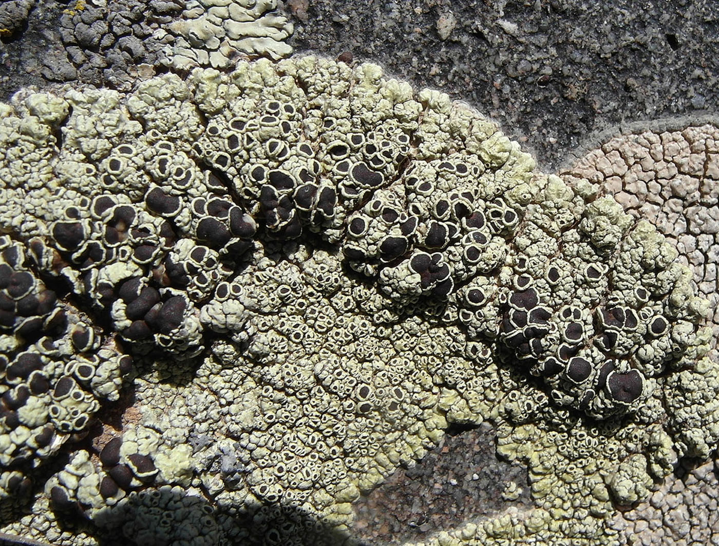 Изображение особи Lecanora argopholis.