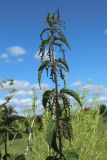 Urtica dioica. Верхушка плодоносящего побега. Ленинградская обл., Волосовский р-н, окр. дер. Донцо, суходольный злаково-разнотравный луг на карбонатной почве. 22.06.2024.