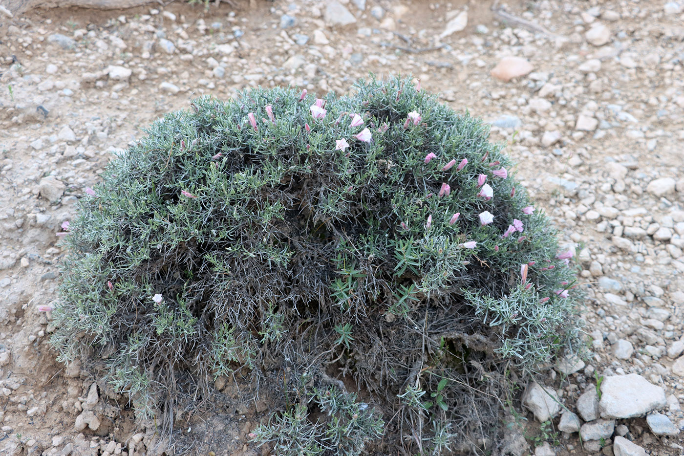 Image of Convolvulus spinifer specimen.