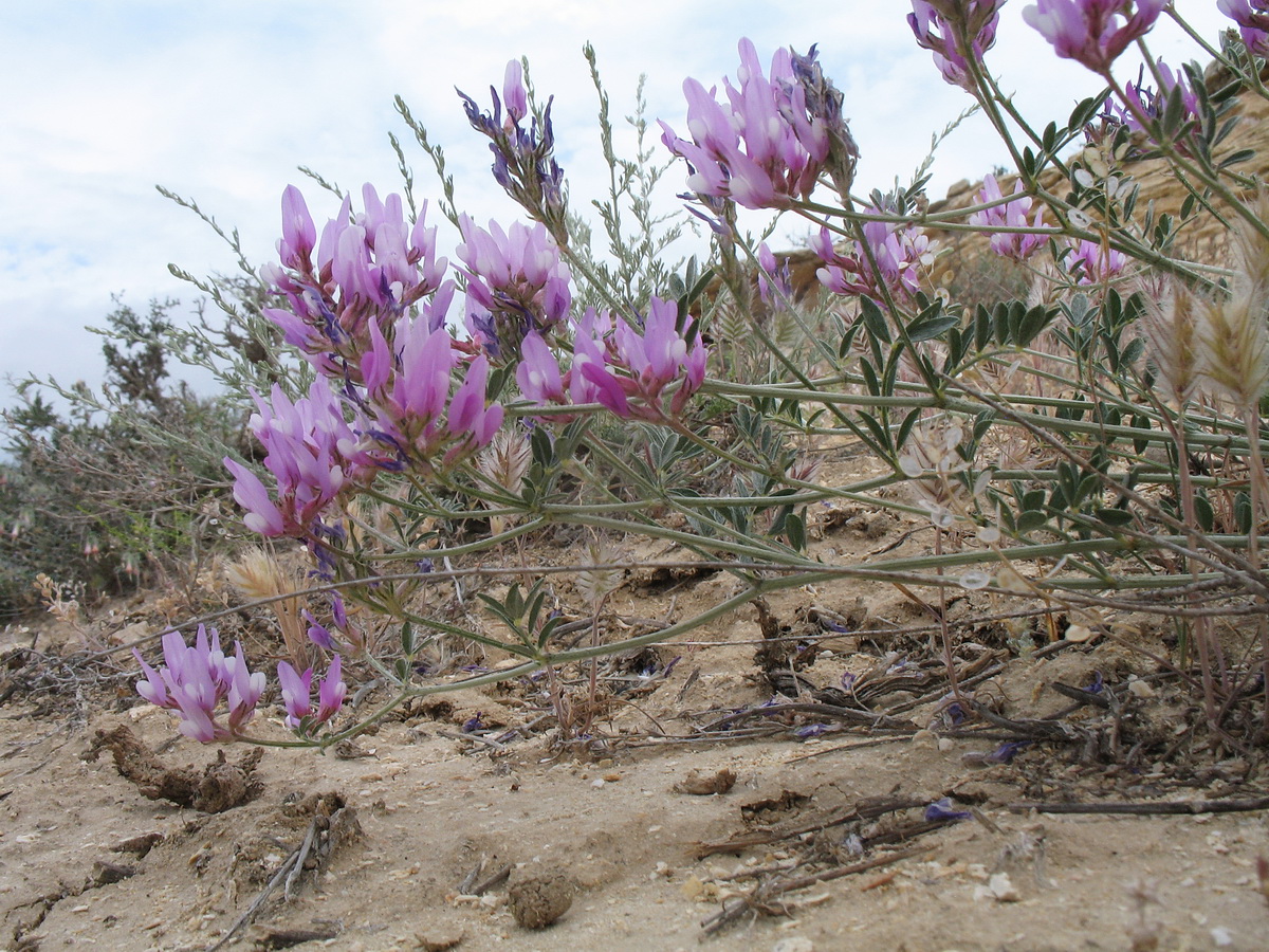 Image of Astragalus ustiurtensis specimen.