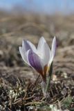 Crocus tauricus. Цветущее растение. Крым, Севастополь, Инкерман, гора Белая, высота 128 м н.у.м. 18.02.2025.