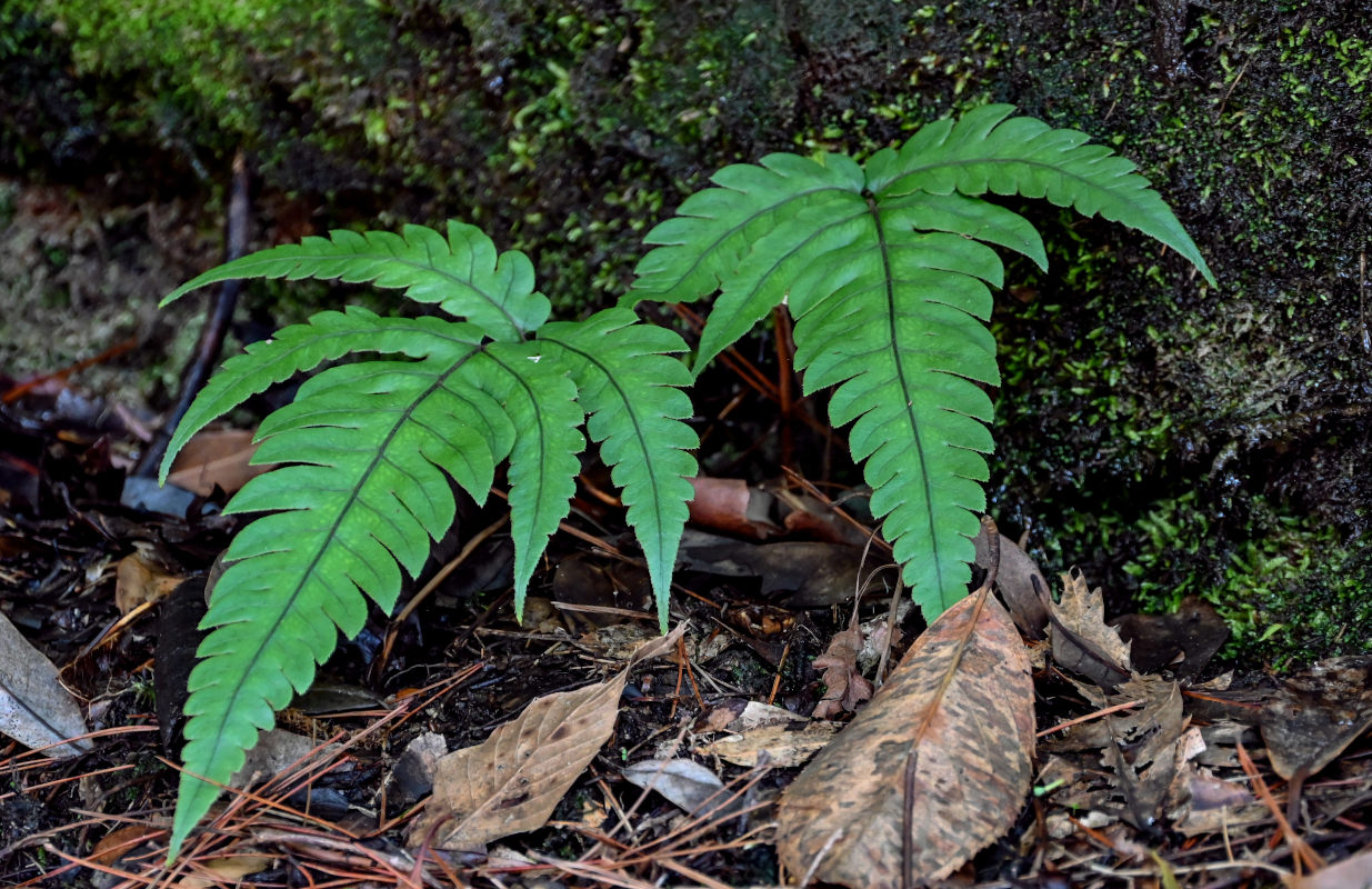 Image of Tectaria impressa specimen.