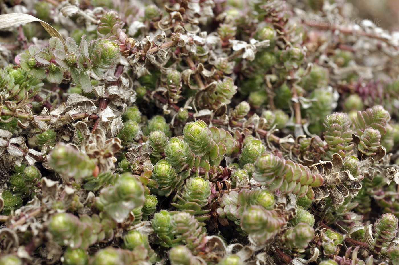 Image of Cruciata taurica specimen.