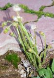 Tussilago farfara