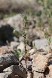 View full-size image Lens orientalis