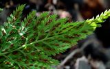 View full-size image Asplenium adiantum-nigrum