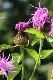 View full-size image Centaurea phrygia