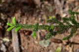 View full-size image Picea orientalis