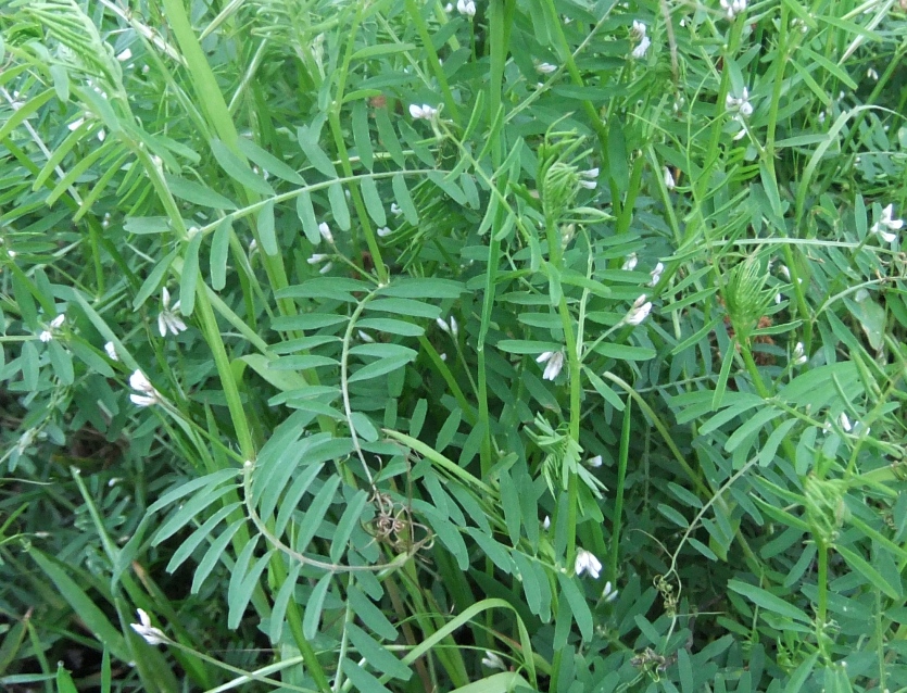 Image of Vicia hirsuta specimen.