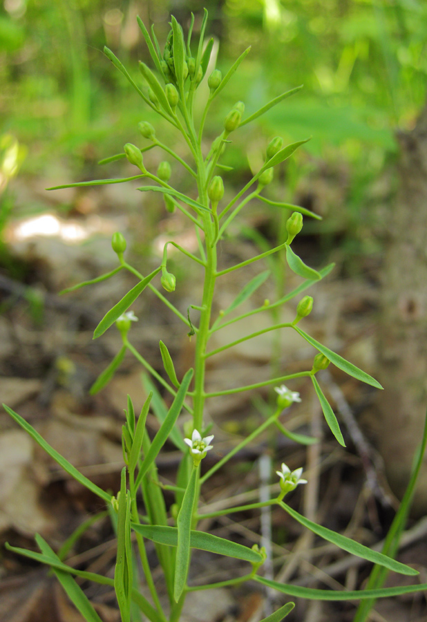 Image of Thesium ebracteatum specimen.