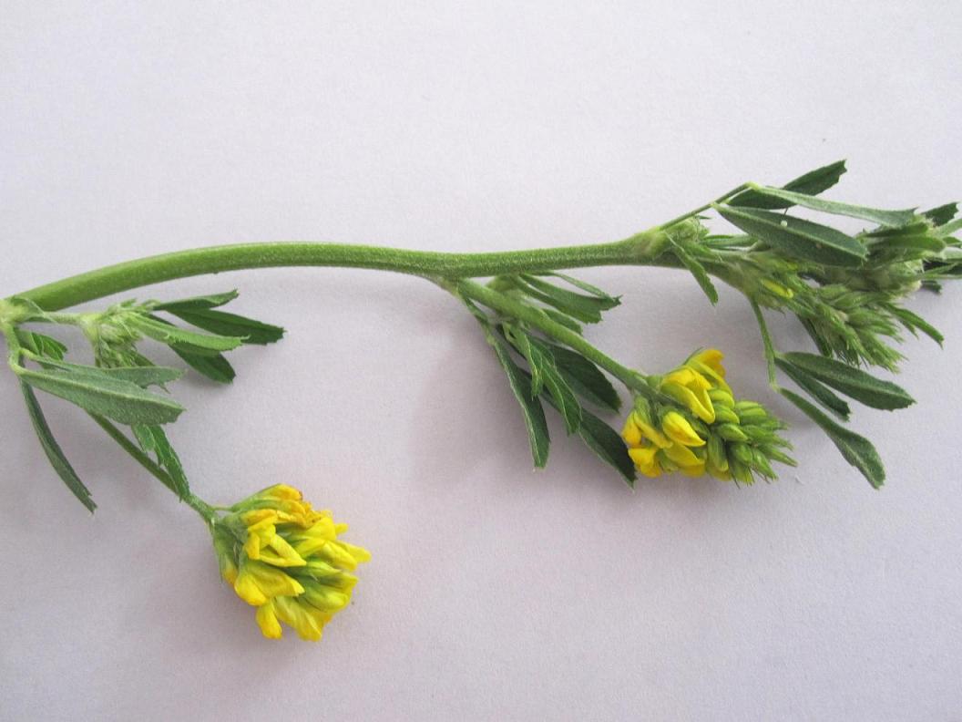 Image of Medicago falcata specimen.