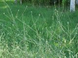 Verbena officinalis