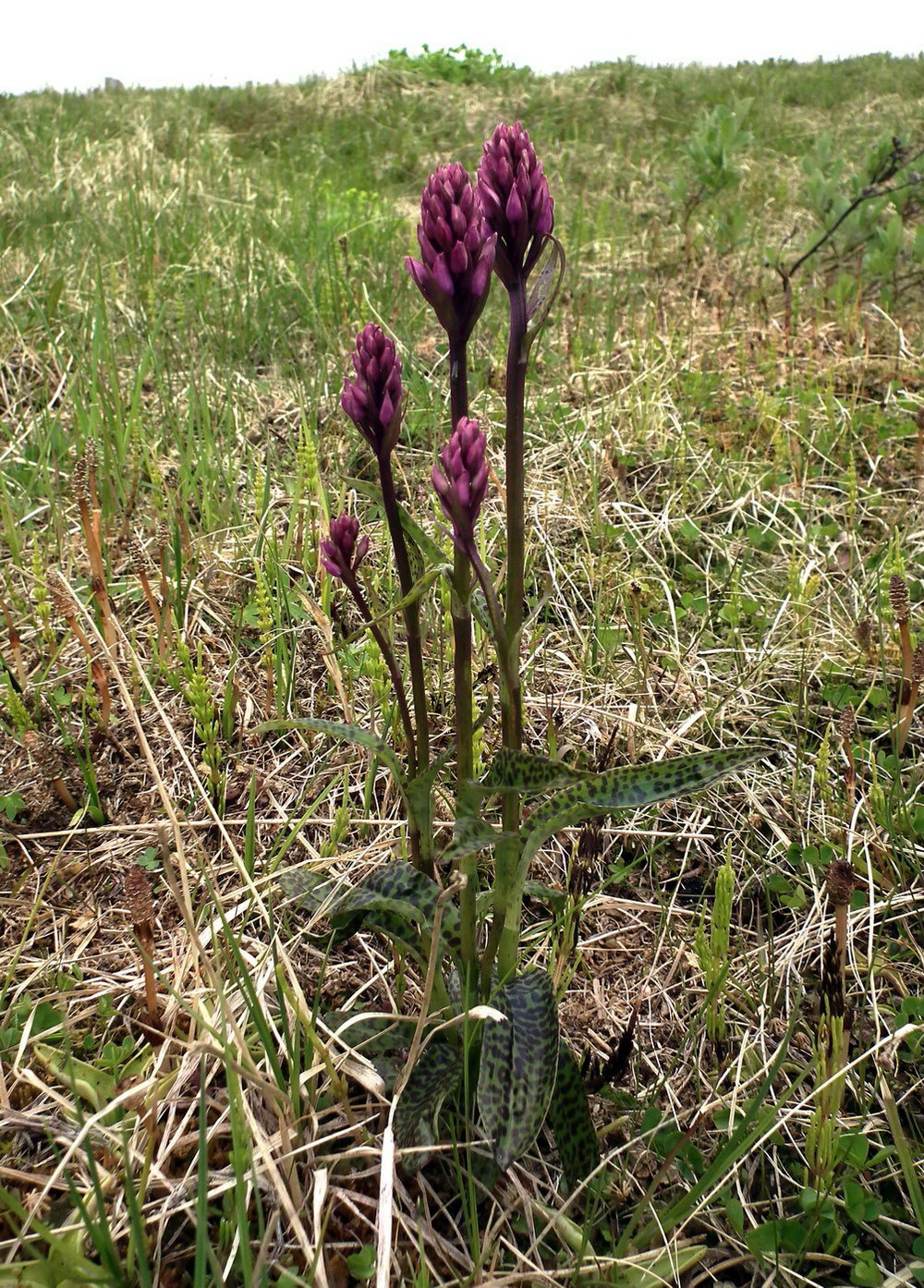 Image of Dactylorhiza psychrophila specimen.