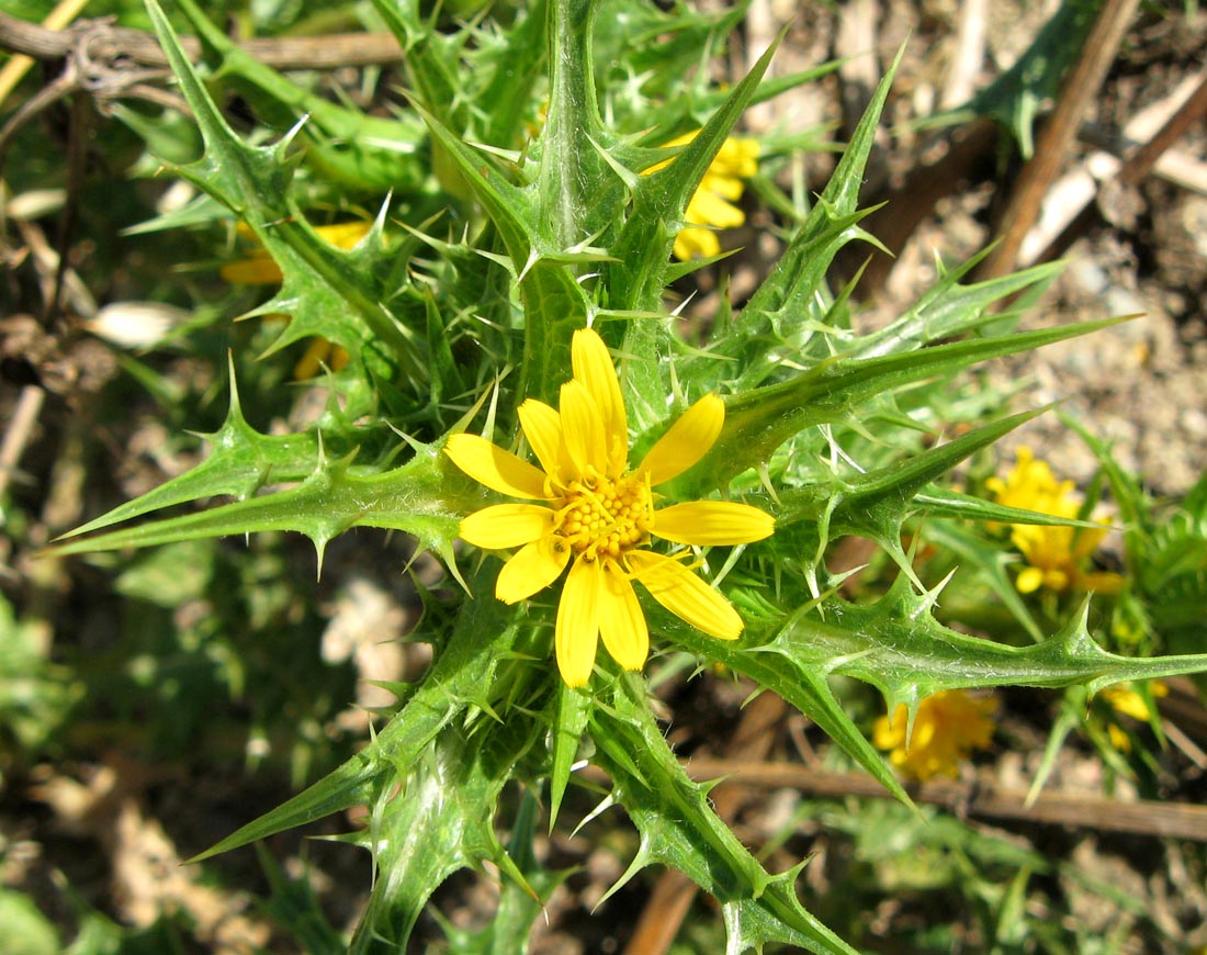 Изображение особи Scolymus hispanicus.