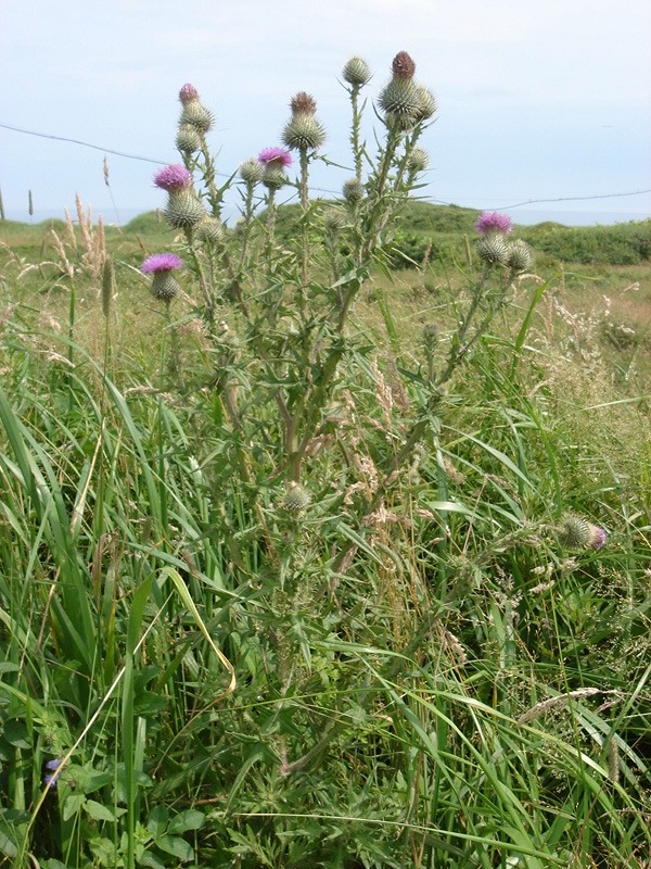 Image of Cirsium vulgare specimen.