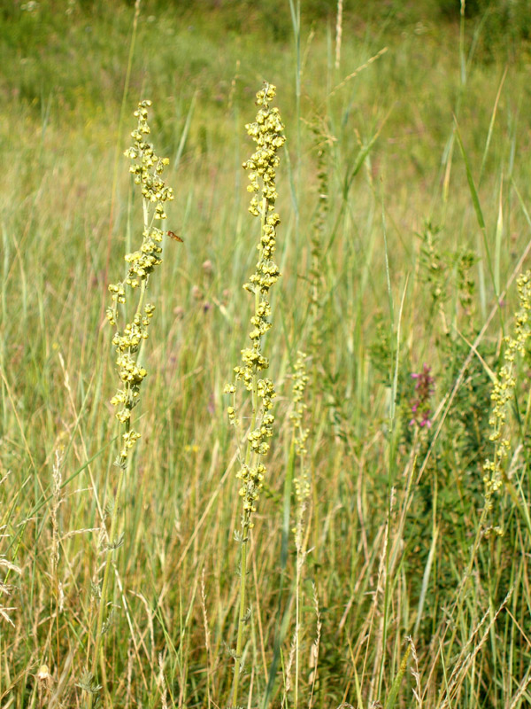 Image of Artemisia armeniaca specimen.