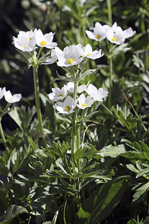 Изображение особи Anemonastrum protractum.