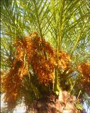Phoenix canariensis. Верхушка растения с соплодиями и основаниями листьев. Республика Абхазия, г. Пицунда, в культуре. 4 ноября 2011 г.