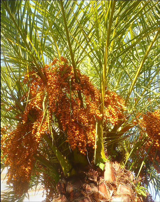 Изображение особи Phoenix canariensis.