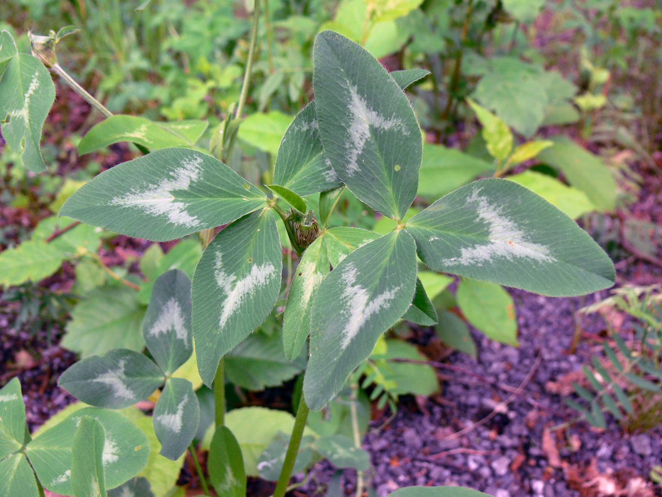 Изображение особи Trifolium pratense.