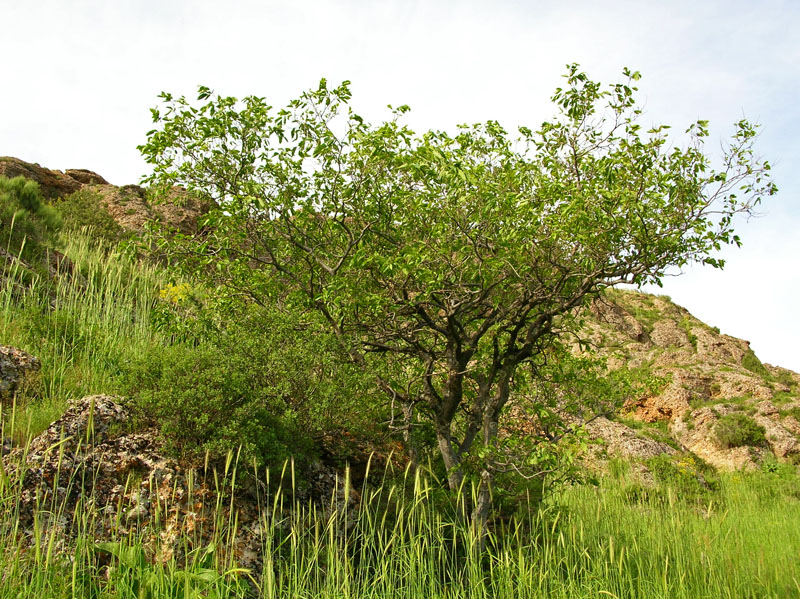 Image of Celtis caucasica specimen.