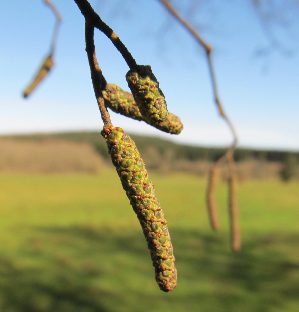 Изображение особи Alnus glutinosa.