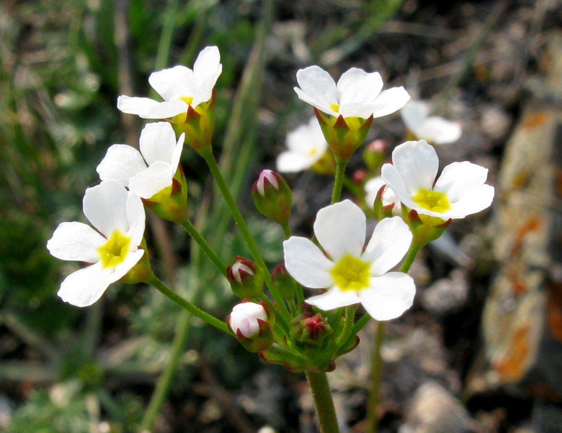 Image of Androsace lactiflora specimen.