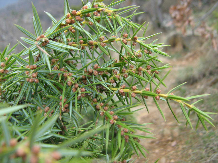 Изображение особи Juniperus deltoides.