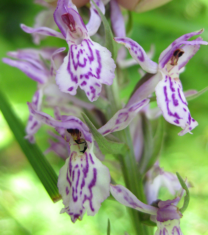 Изображение особи Dactylorhiza maculata.