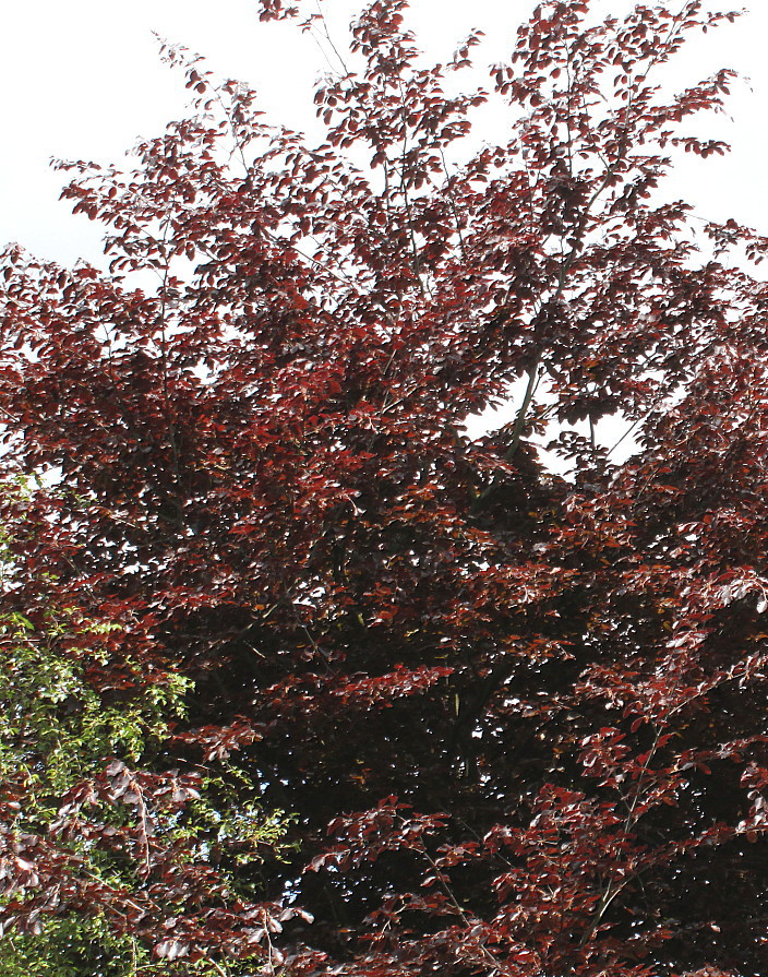 Image of Fagus sylvatica var. purpurea specimen.