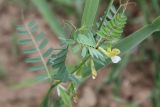 Vicia hyrcanica