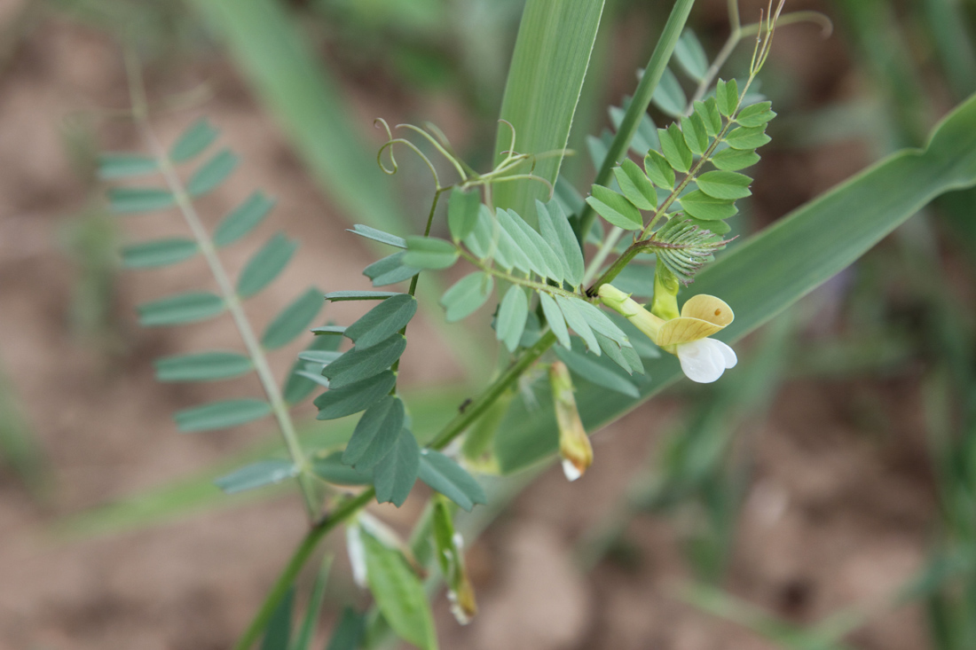 Изображение особи Vicia hyrcanica.