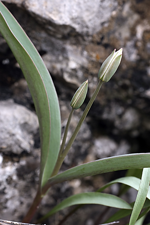 Image of Tulipa bifloriformis specimen.