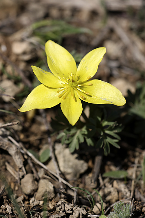 Image of Anemone gortschakowii specimen.