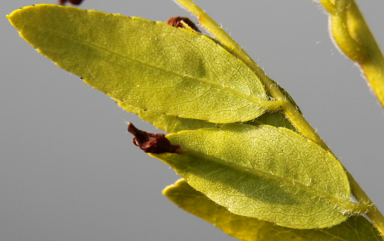 Image of Gleditsia triacanthos specimen.