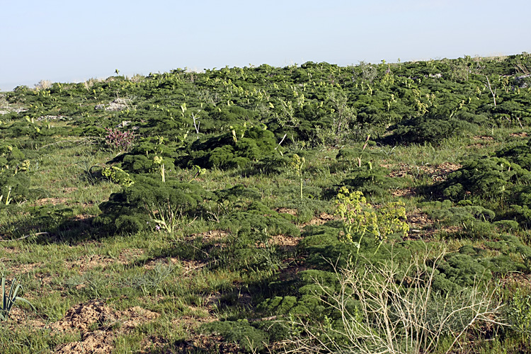 Image of Ferula tenuisecta specimen.