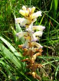 Orobanche cumana