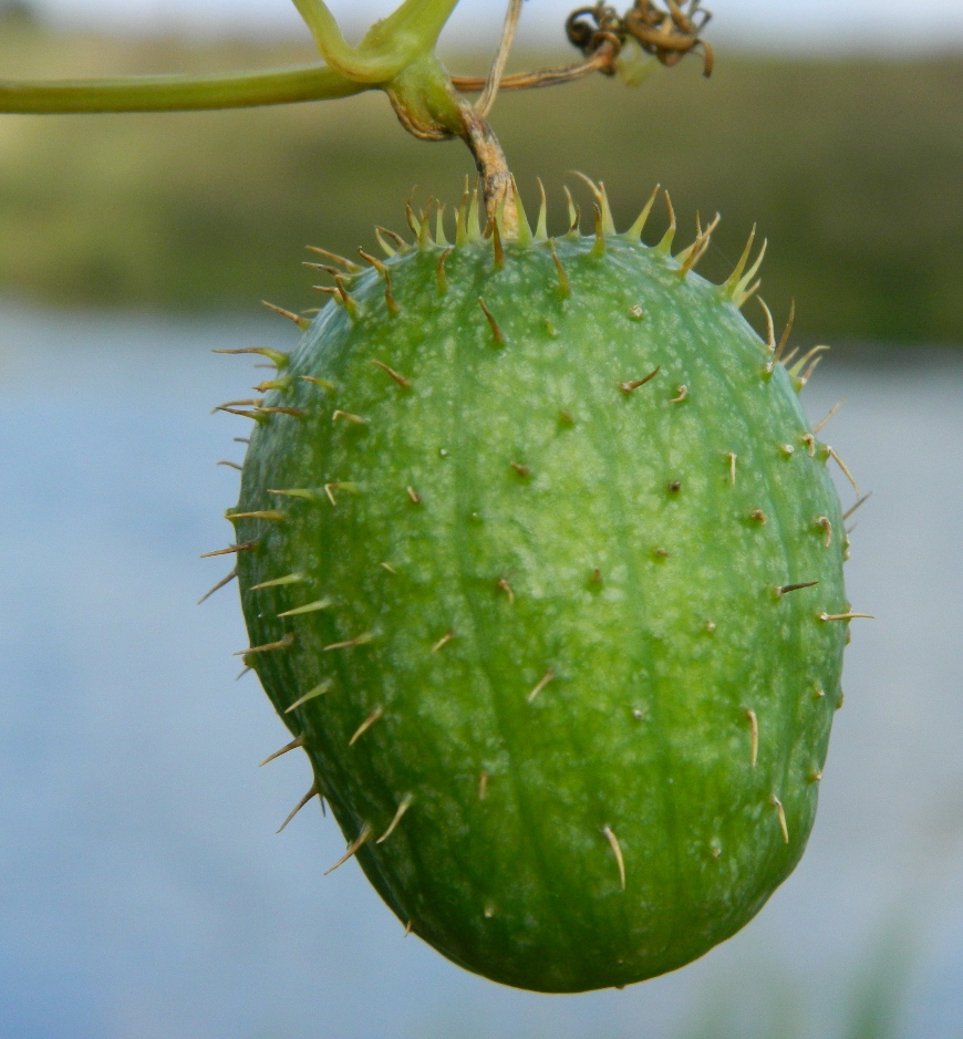 Изображение особи Echinocystis lobata.