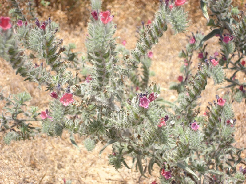 Image of Echium angustifolium specimen.