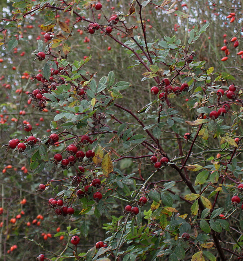 Image of Rosa carolina specimen.