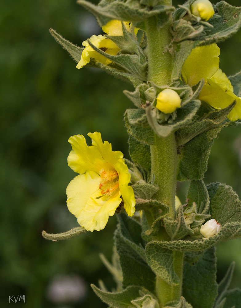 Изображение особи Verbascum lychnitis.