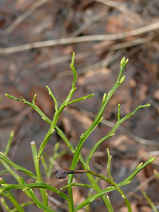 Изображение особи Vaccinium myrtillus.