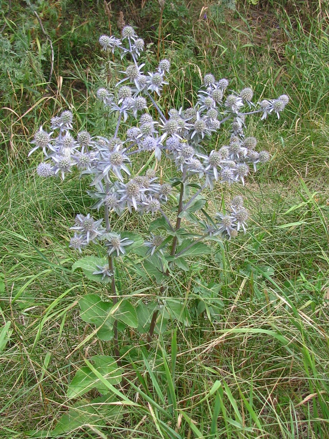 Image of Eryngium planum specimen.